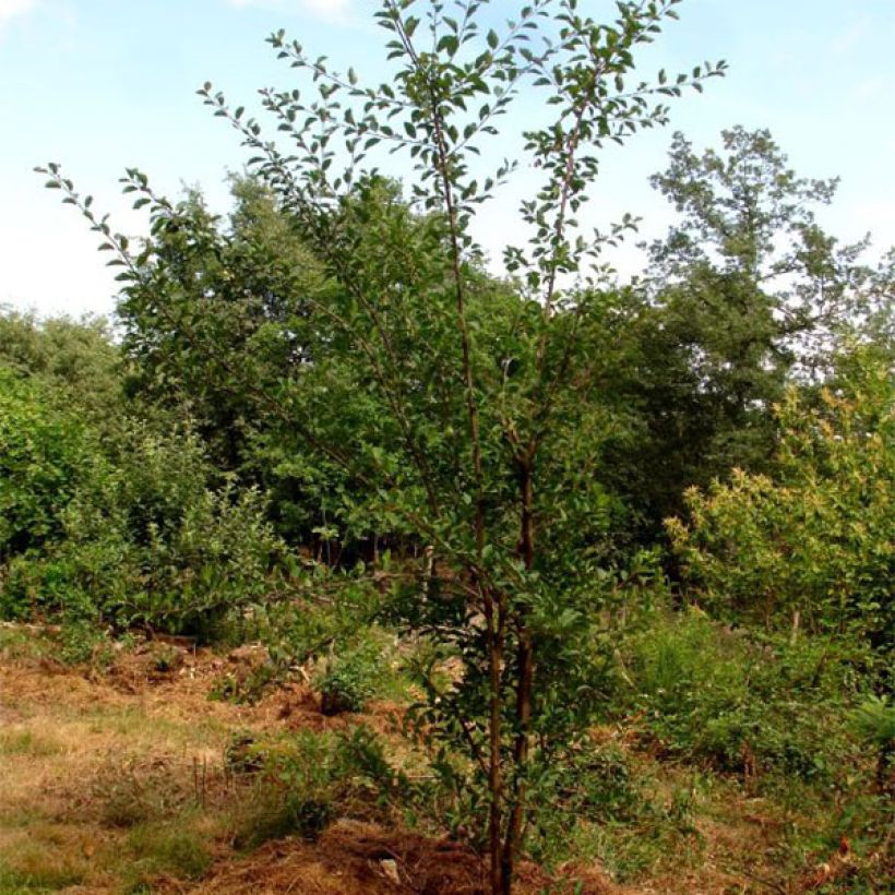 Prunier Mirabelle de Nancy (Plant habit)