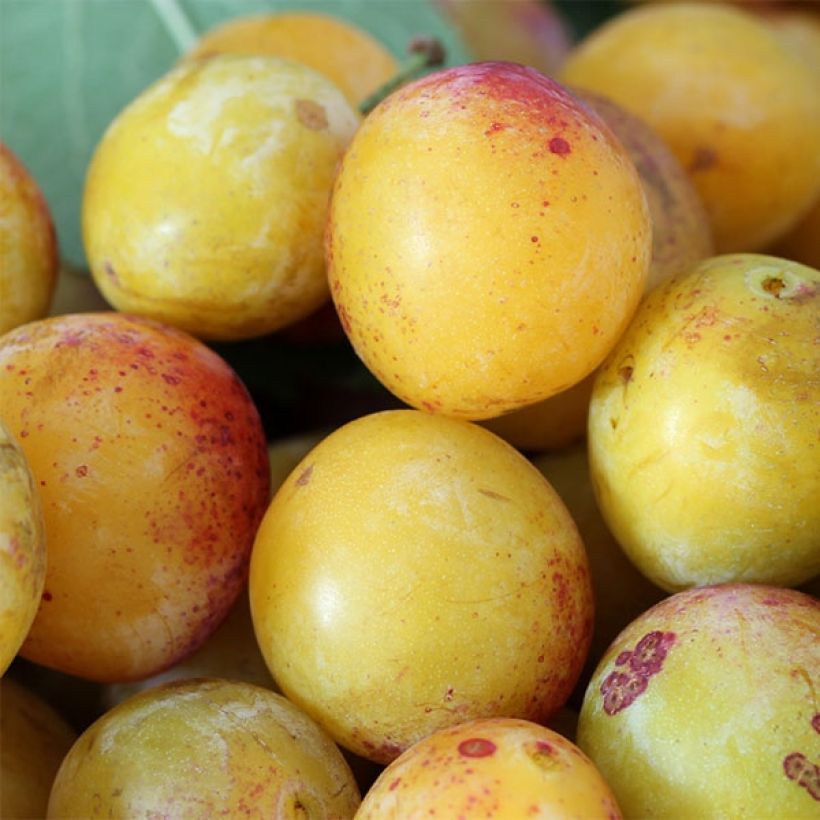 Prunier Mirabelle de Nancy (Harvest)