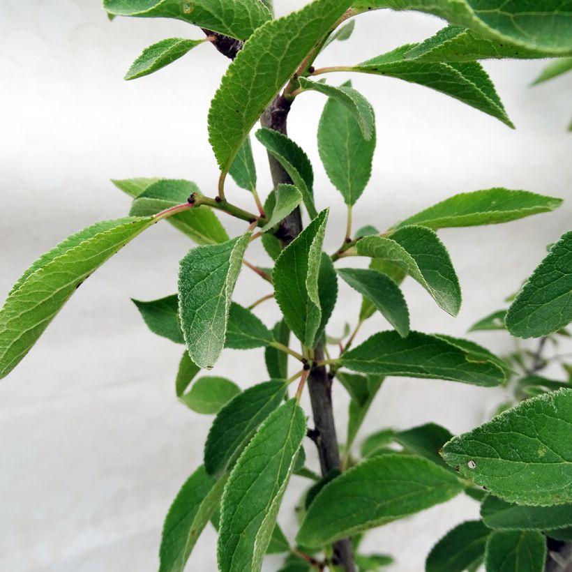 Prunier Mirabelle de Nancy (Foliage)