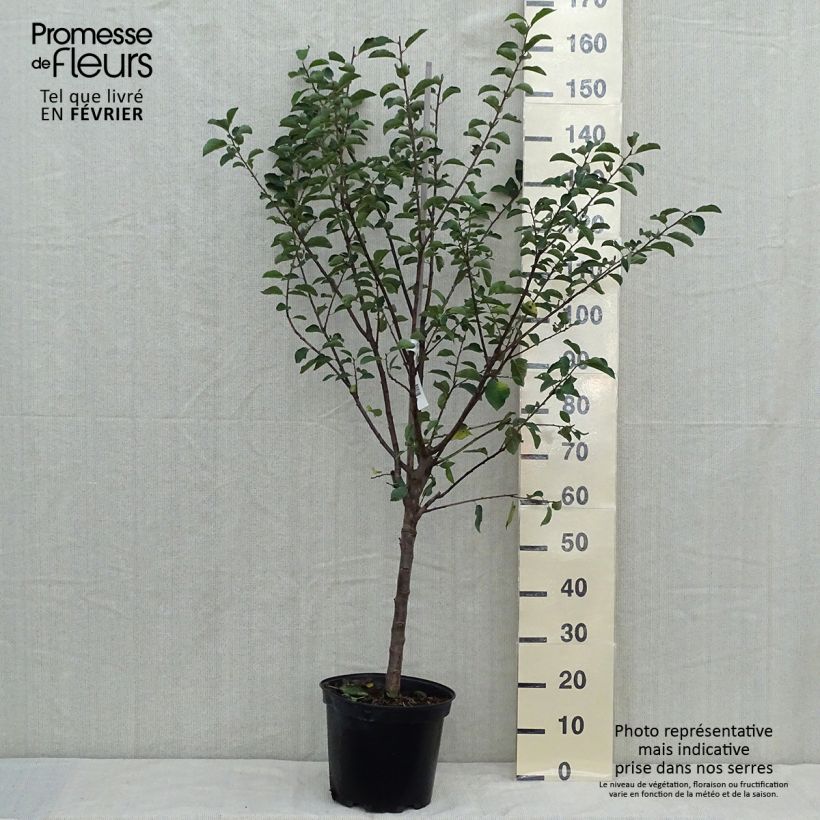 Example of Prunier Mirabelle de Nancy Pot de 7,5L/10L, Gobelet as you get in automne