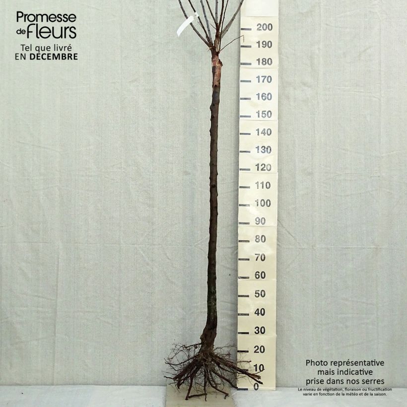 Example of Prunier Monsieur Hâtif Grandes Racines nues, Demi-Tige as you get in hiver