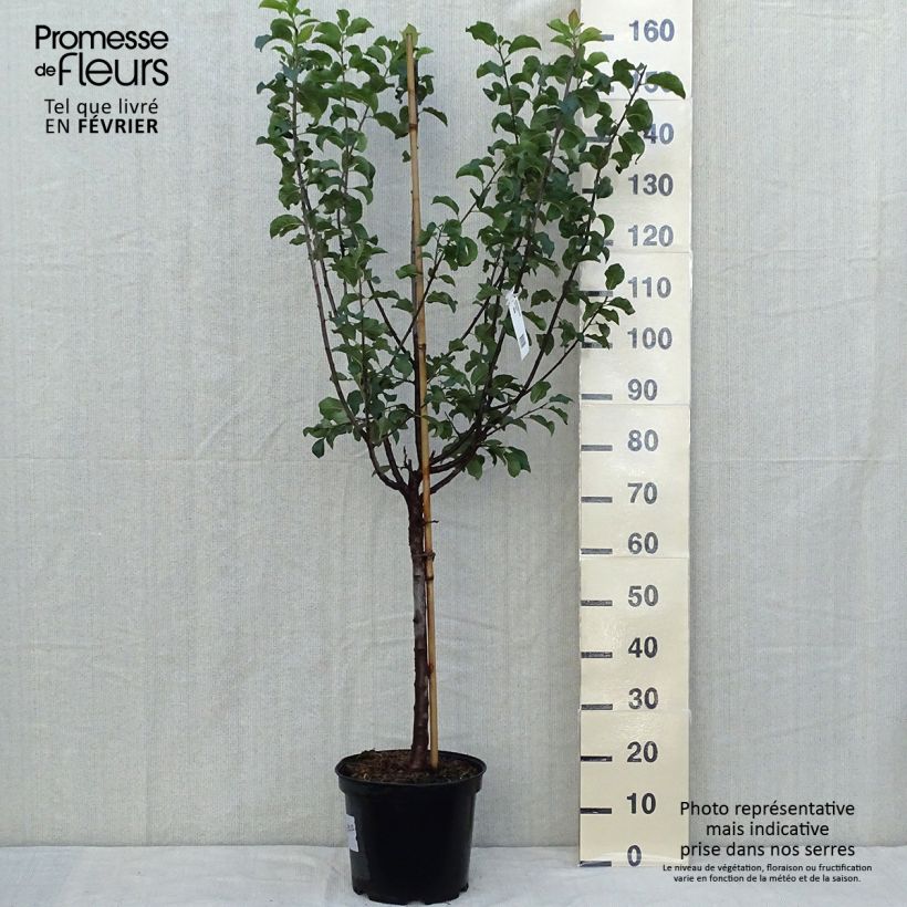 Example of Prunier Monsieur Hâtif Pot de 7,5L/10L, Gobelet as you get in automne