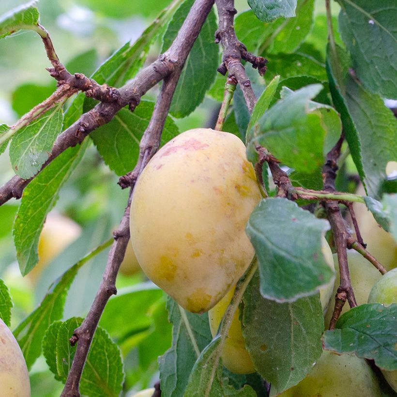 Prunier Monsieur Jaune (Harvest)