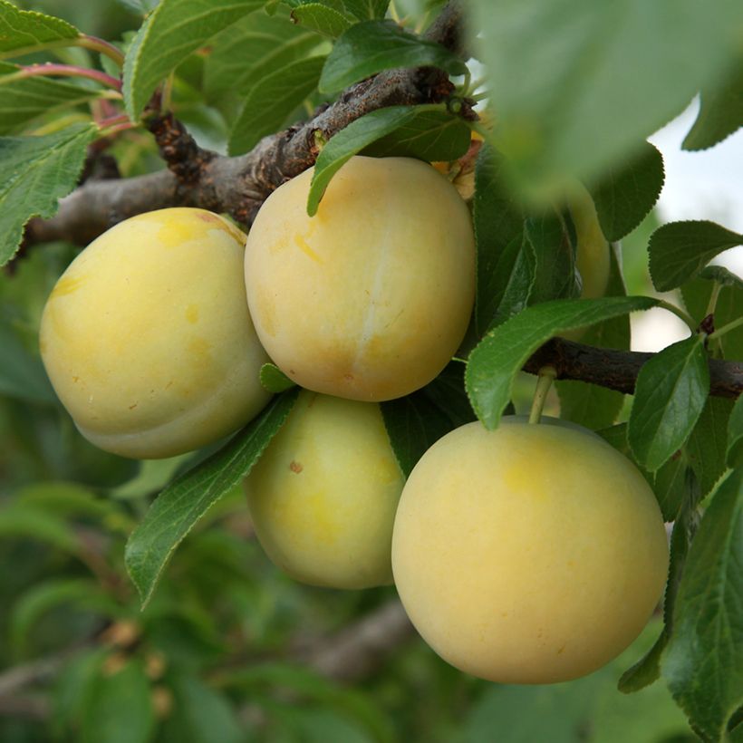 Prunier Prune d'Ente Blanche Bio (Harvest)