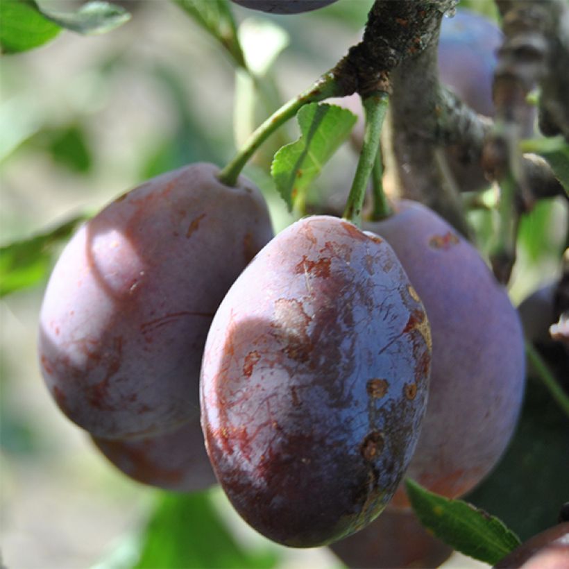 Prunier Prune d'Ente - Pruneau d'Agen  (Harvest)