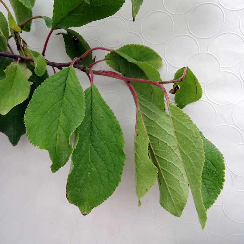 Prunier Prune d'Ente - Pruneau d'Agen  (Foliage)