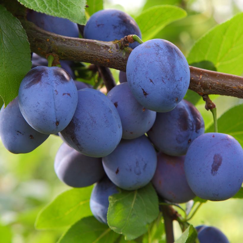 Prunier nain Mirablue (Harvest)