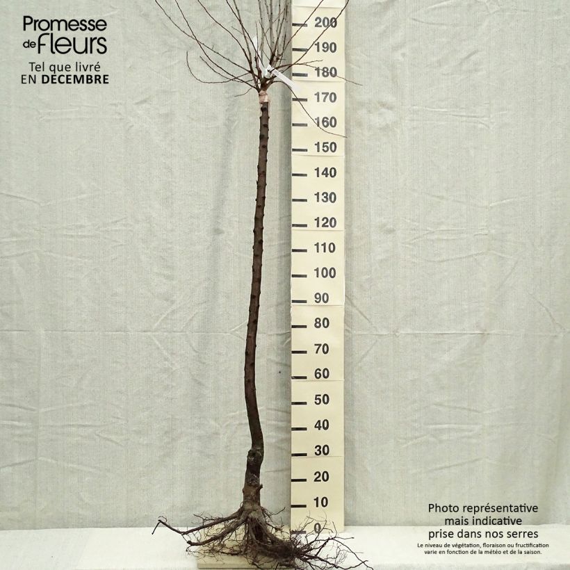 Example of Prunier Quetsche Altesse simple - Prune de Namur Grandes Racines nues, Demi-Tige as you get in hiver