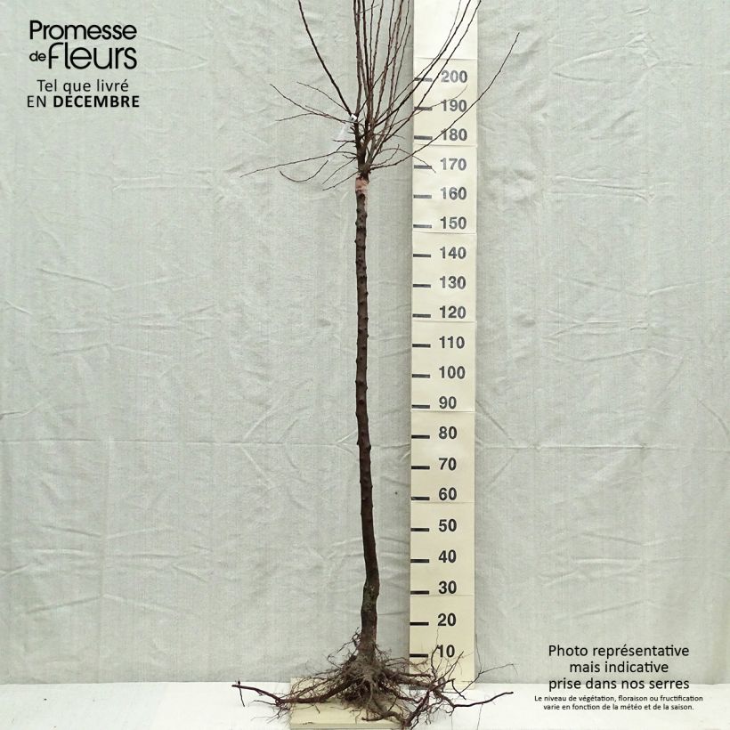 Example of Prunier Quetsche Altesse simple - Prune de Namur Grandes Racines nues, Gobelet as you get in hiver