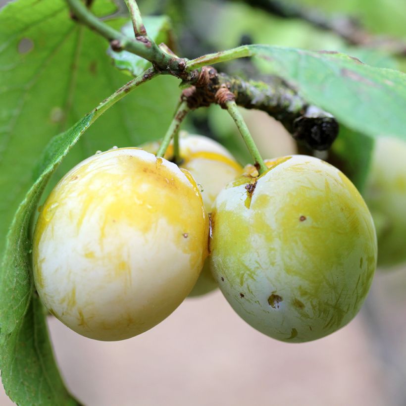 Prunier Quetsche blanche de Létricourt Bio (Harvest)