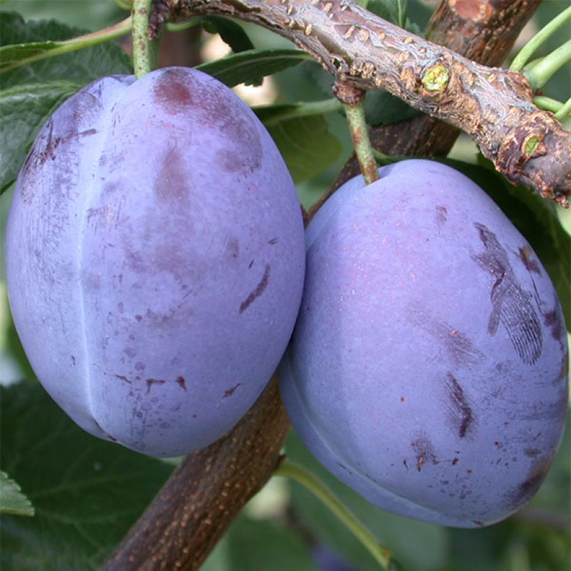 Prunier Quetsche d'Alsace Bio (Harvest)