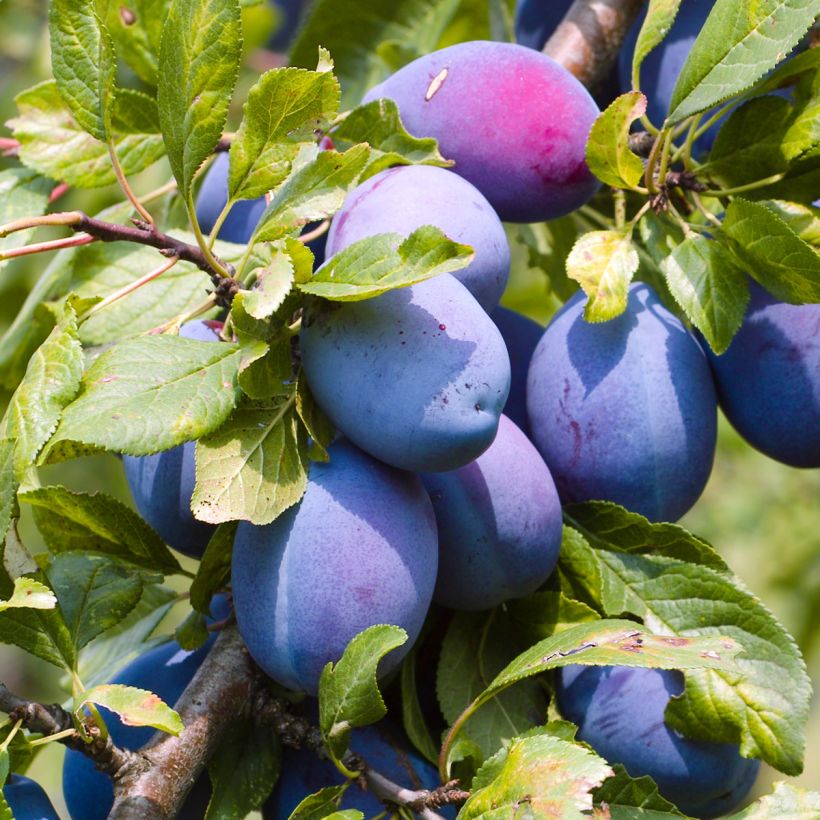 Prunier Altesse Double - Quetsche italienne (Harvest)