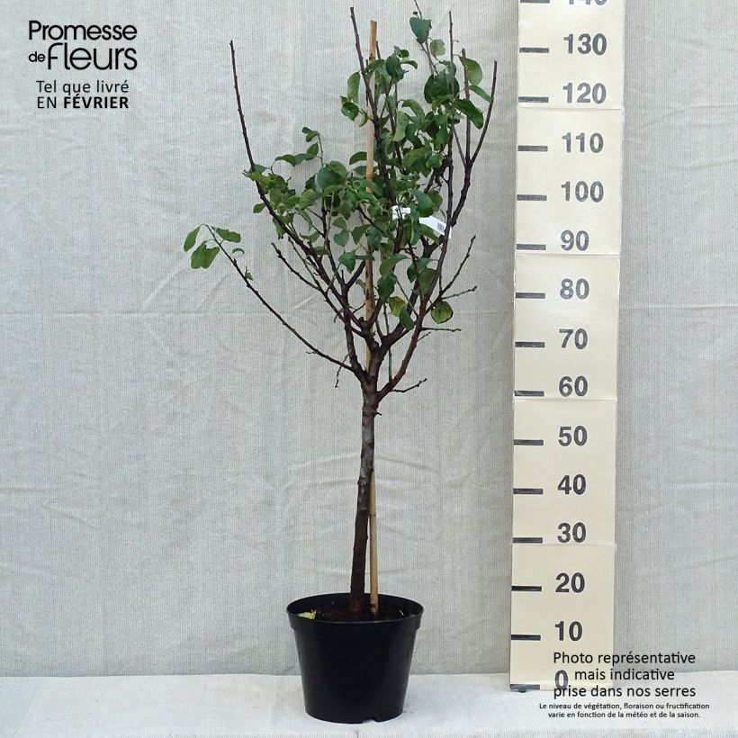 Example of Prunier Reine Claude Moissac Pot de 7,5L/10L, Gobelet as you get in automne
