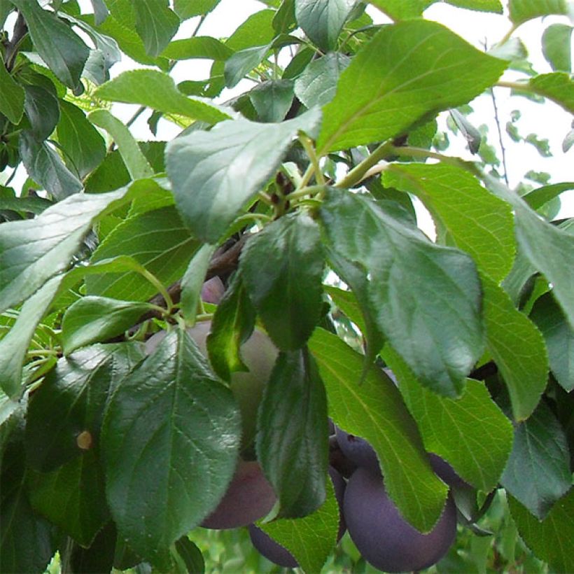 Prunier Reine Claude violette (d'Althan) (Foliage)