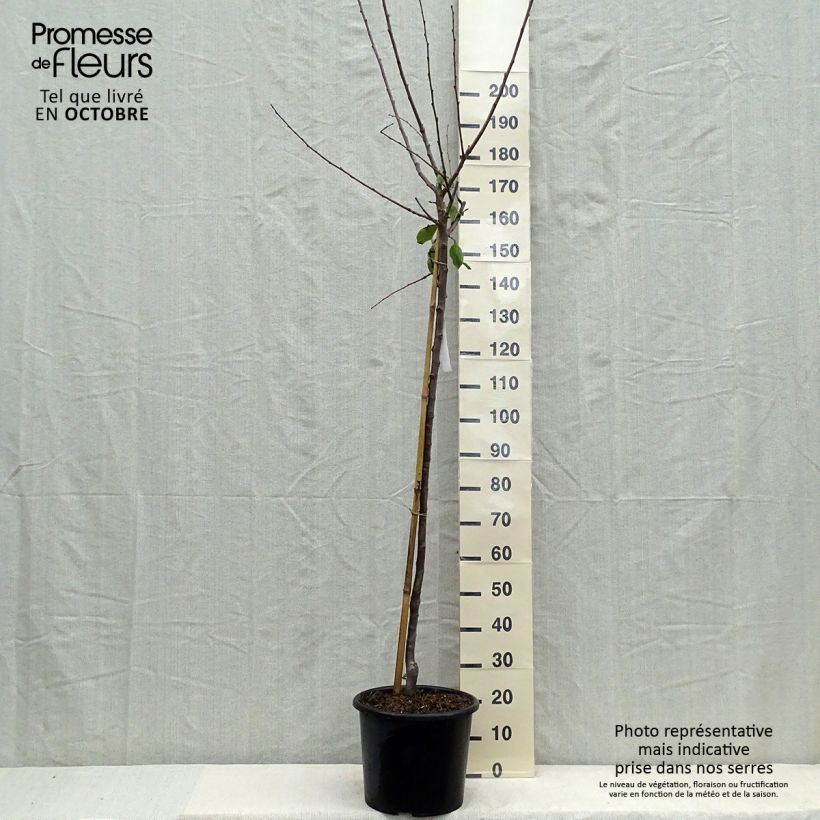 Example of Prunier Reine Claude de Bavay Pot de 12L/15L, Demi-Tige as you get in automne