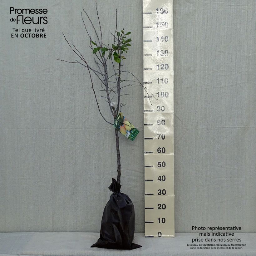 Example of Prunier Thames Cross - Georges Delbard Motte "Prêt-à-planter", Gobelet as you get in automne
