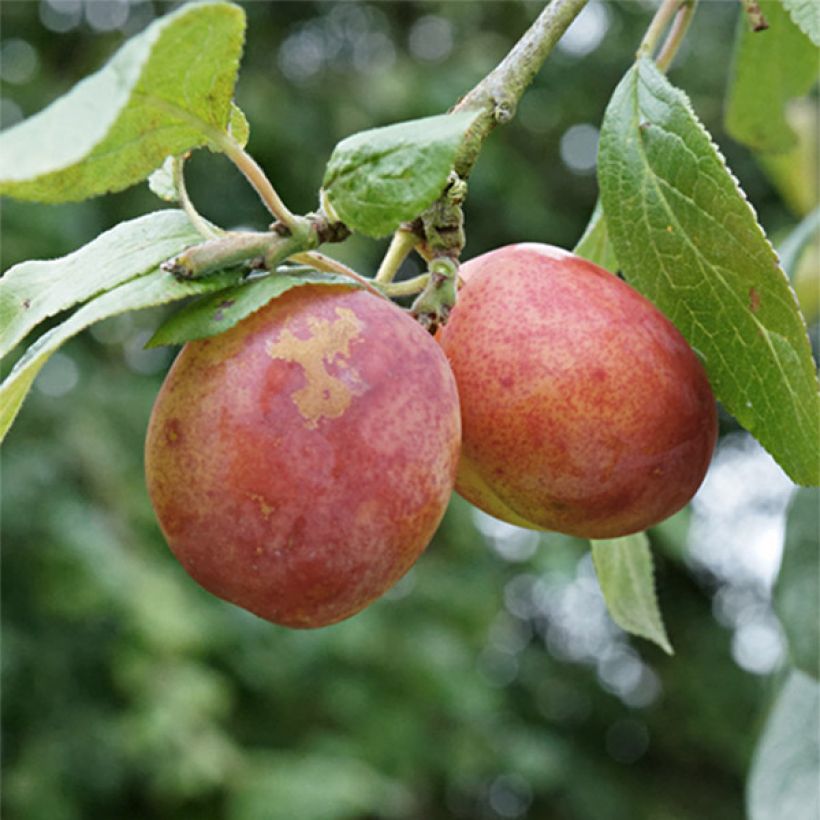 Prunier Queen Victoria (Harvest)