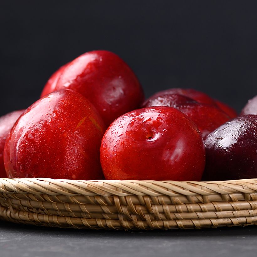 Prunier japonais Allo Bio - Prunus salicina (Harvest)