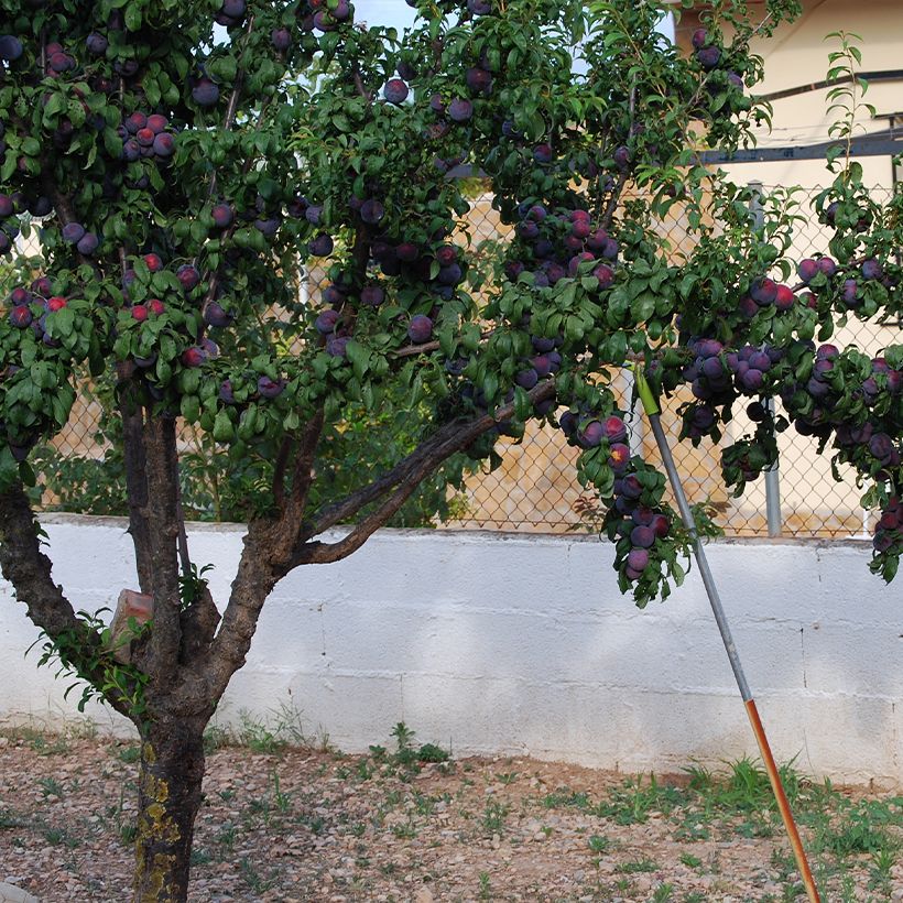 Prunier japonais Black Amber Bio - Prunus salicina (Plant habit)
