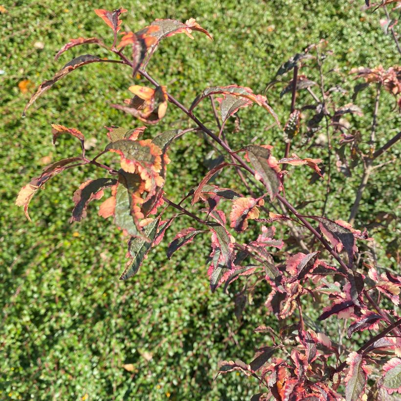 Prunier myrobolan Hessei - Prunus cerasifera (Foliage)
