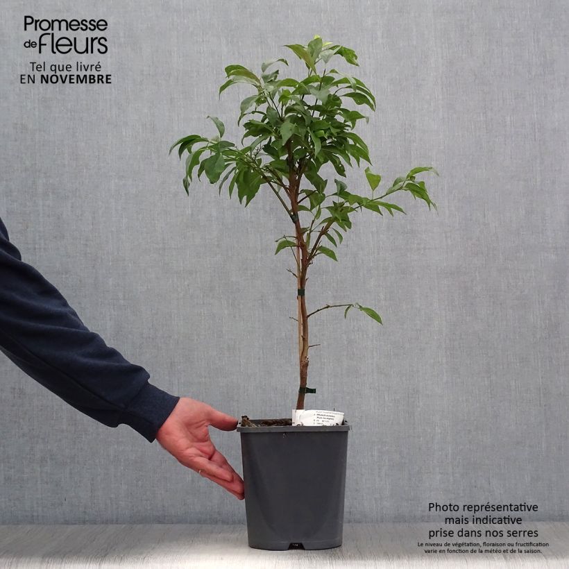 Example of Prunier nain Fruit Me Plum Me Angeleno Pot de 4L/5L, Nain as you get in automne