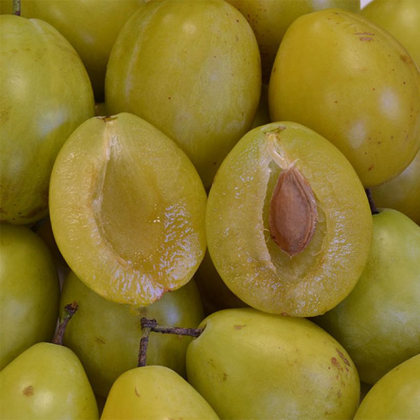 Prunier nain Goldust (Harvest)