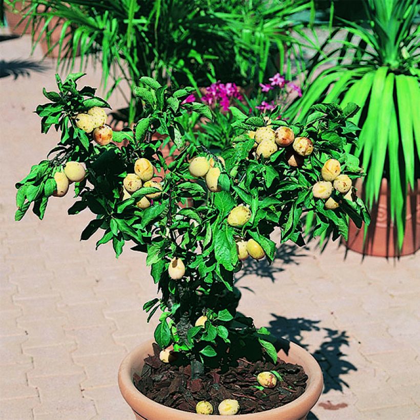 Prunier nain Goldust (Plant habit)