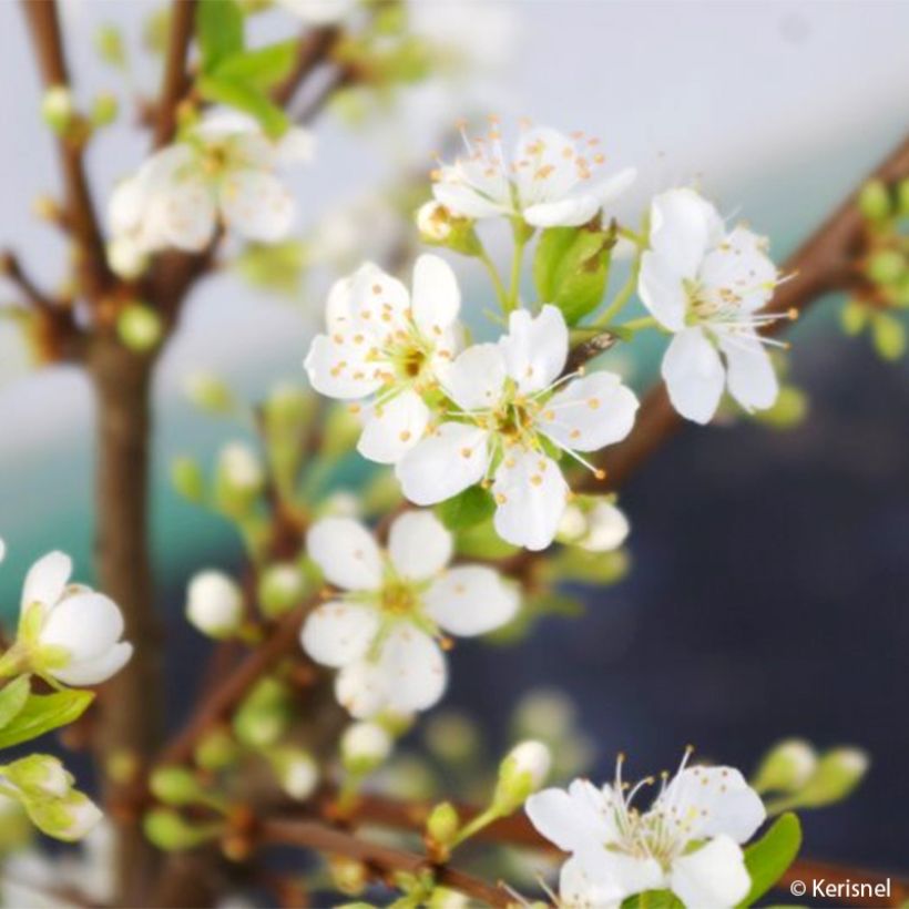 Prunier nain autofertile Fruit Me Plum Me (Flowering)