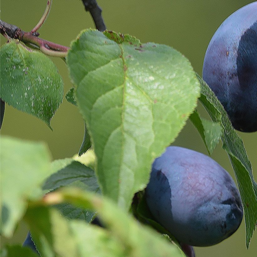Prunier nain autofertile Fruit Me Plum Me (Foliage)