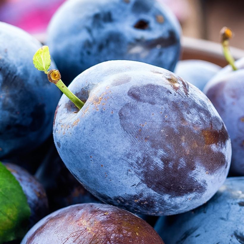 Prunier nain autofertile Fruit Me Plum Me (Harvest)