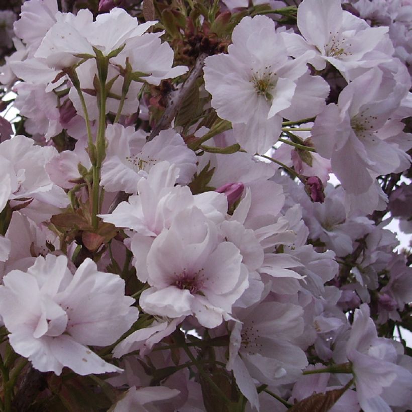 Prunus serrulata Amanogawa (Flowering)