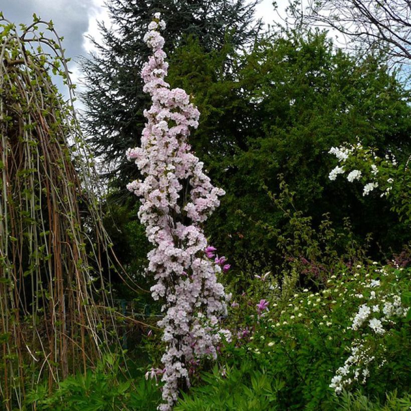Prunus serrulata Amanogawa (Plant habit)