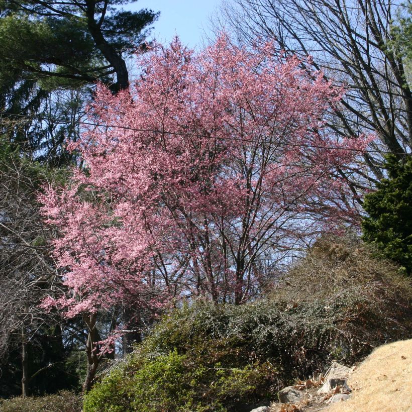 Prunus Okame - Cerisier à fleurs (Plant habit)