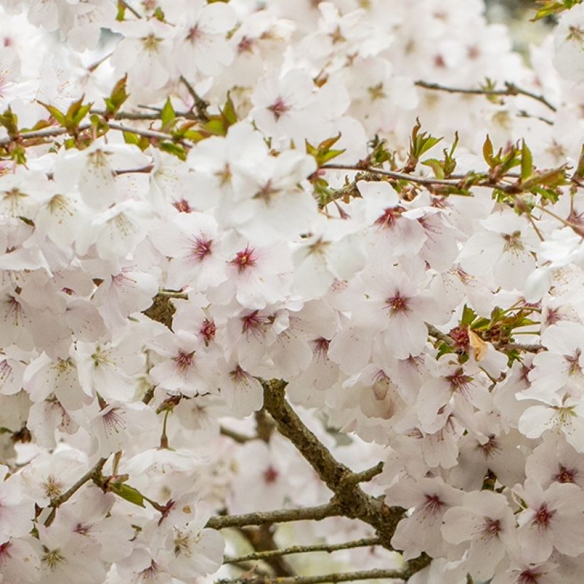 Prunus The Bride - Cerisier à fleurs  (Flowering)
