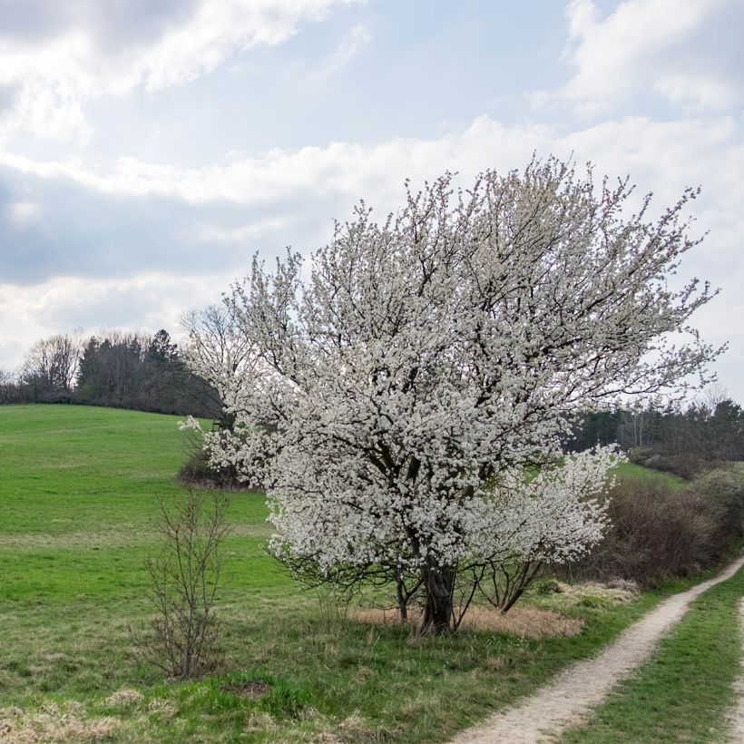 Prunus The Bride - Cerisier à fleurs  (Plant habit)