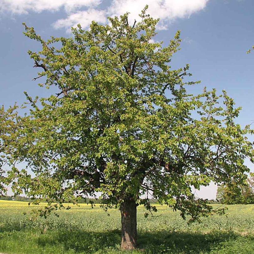 Cerisier Bigarreau Moreau - Prunus avium (Plant habit)