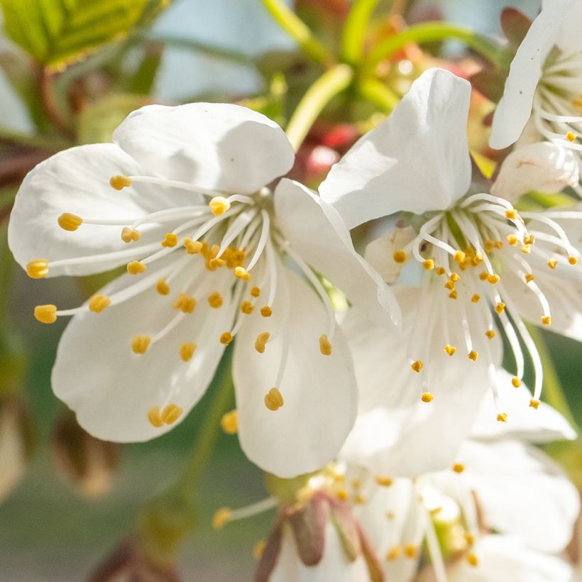 Cerisier Schneiders Späte Knorpelkirsche - Prunus avium  (Flowering)