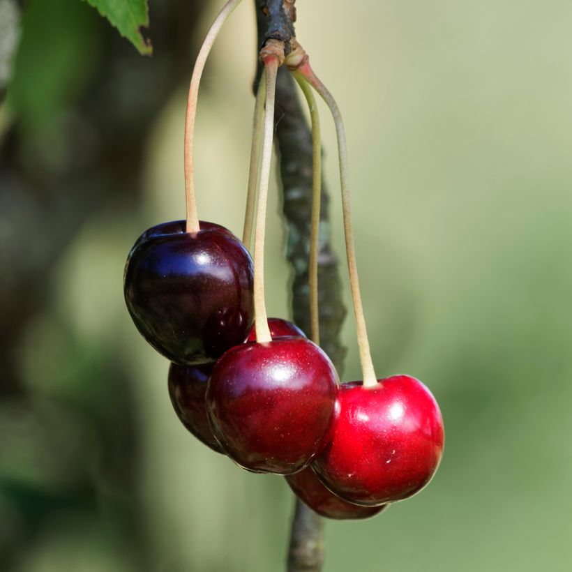 Cerisier Schneiders Späte Knorpelkirsche - Prunus avium  (Harvest)