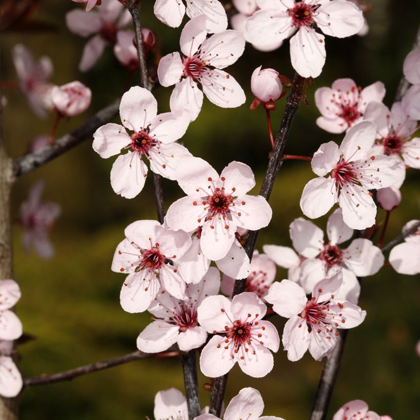 Prunier cerise - Prunus cerasifera Hollywood (Flowering)