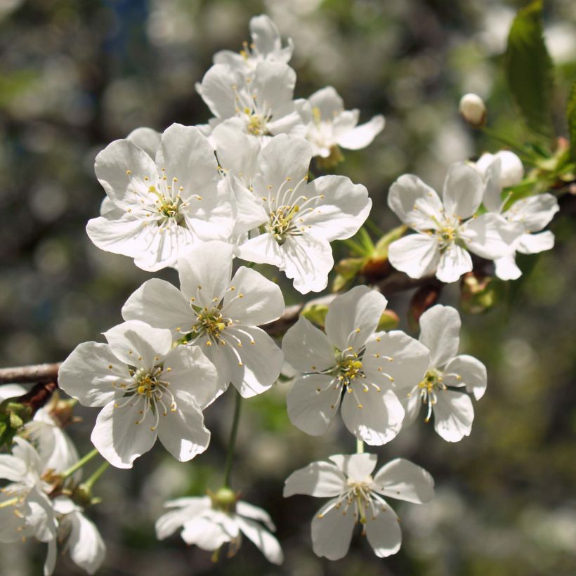 Cerisier Anglaise Hâtive - Prunus cerasus (Flowering)