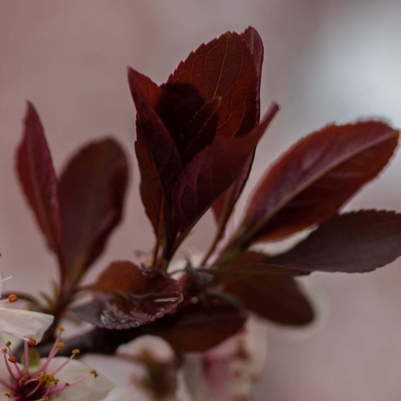 Prunus cistena - Prunier des sables (Foliage)