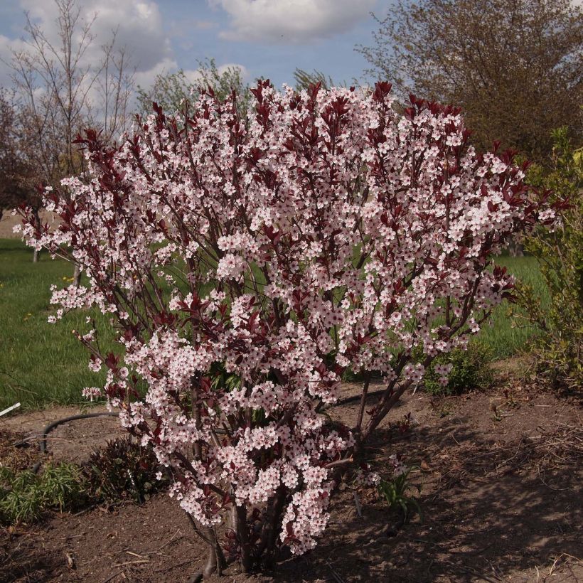 Prunus cistena - Prunier des sables (Plant habit)