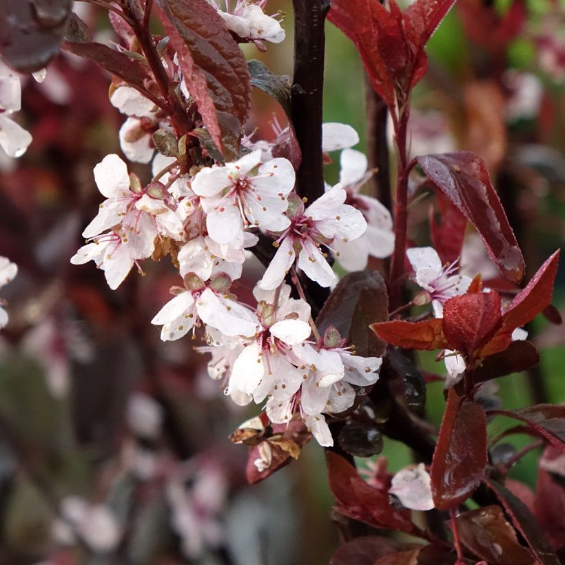 Prunus cistena - Prunier des sables (Flowering)