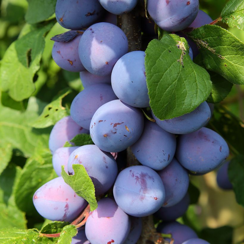 Prunier nain Fruit Me Plum Me Angeleno (Harvest)