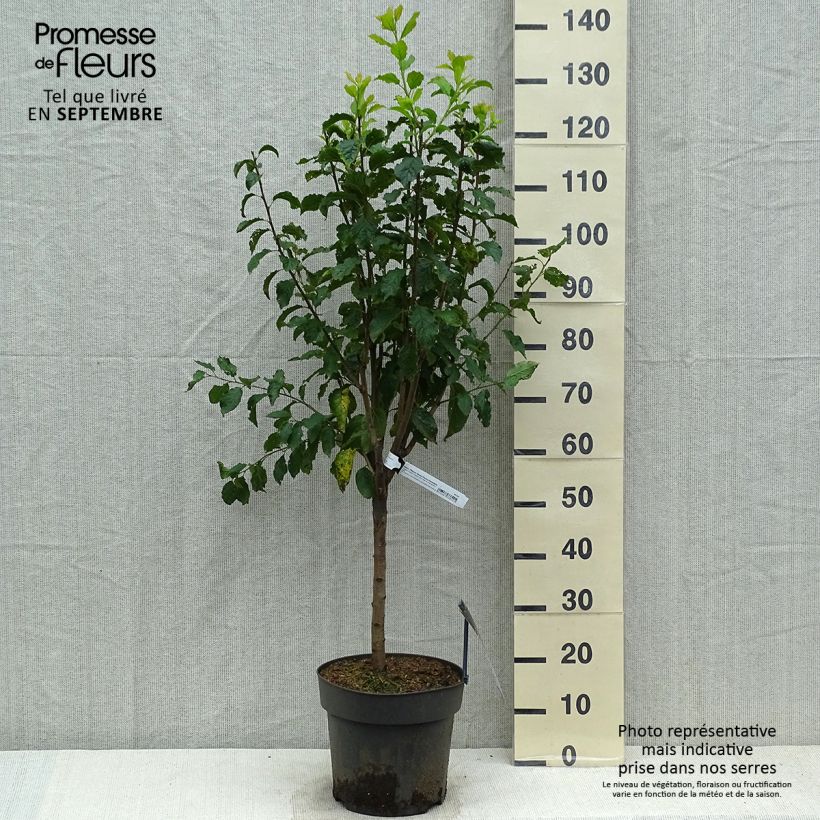 Example of Prunier nain Hanna Pot de 7,5L/10L, 1/4 de tige as you get in automne