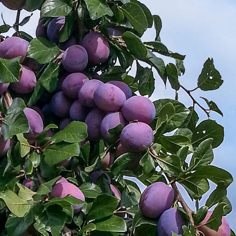 Prunier colonnaire Quetsche Toronto (Harvest)