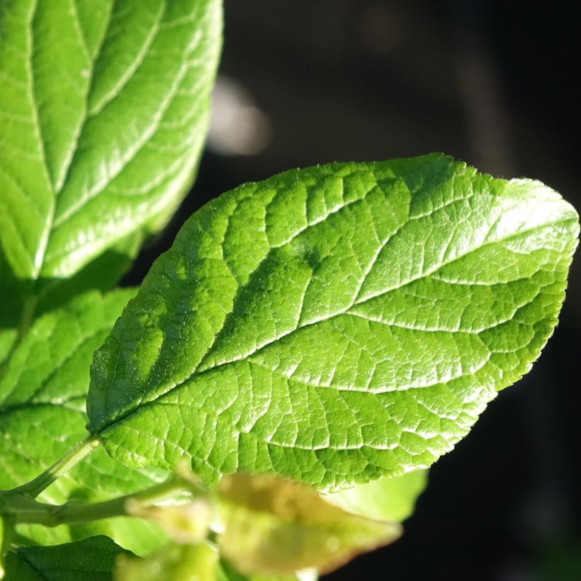 Prunier Węgierka Dąbrowicka - Prunus domestica (Foliage)