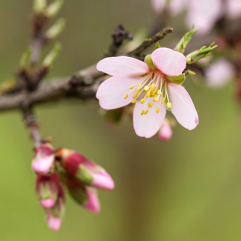 Amandier Marcona (Flowering)