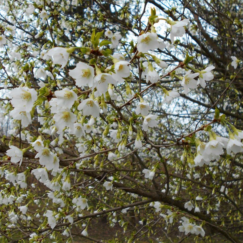Cerisier à fleurs du Japon nain - Prunus incisa Yamadei (Flowering)