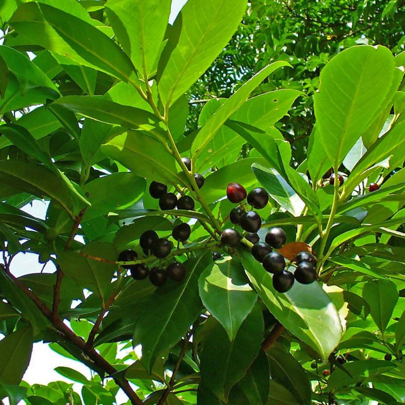 Laurier cerise - Prunus laurocerasus Etna (Foliage)